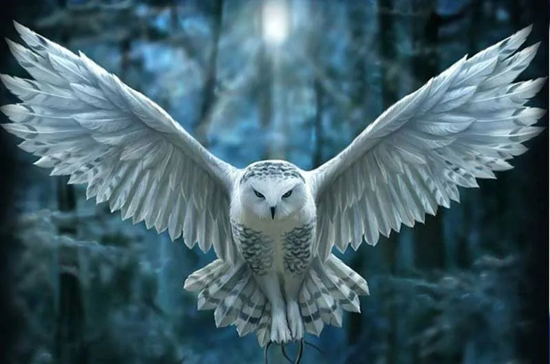 HEDWIG: 10 stvari koje nista znali