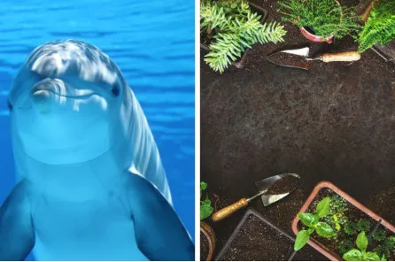 Priroda u igrama: Svetski dan baštovanstva i delfina
